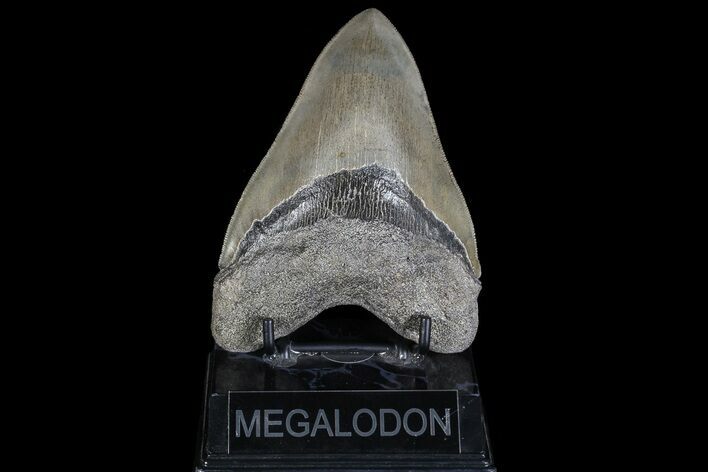 Serrated, Megalodon Tooth - Georgia #69761